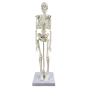 Mediprem human skeleton model 45 cm tall