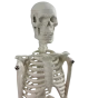 Mediprem human skeleton model 45 cm tall