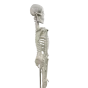 Mediprem human skeleton model 45 cm tall