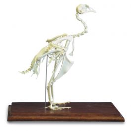 Pheasant skeleton (Phasianus colchicus) T30044 à £551.92