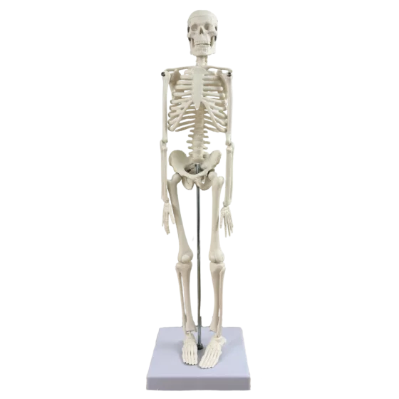 Mediprem human skeleton model 45 cm tall